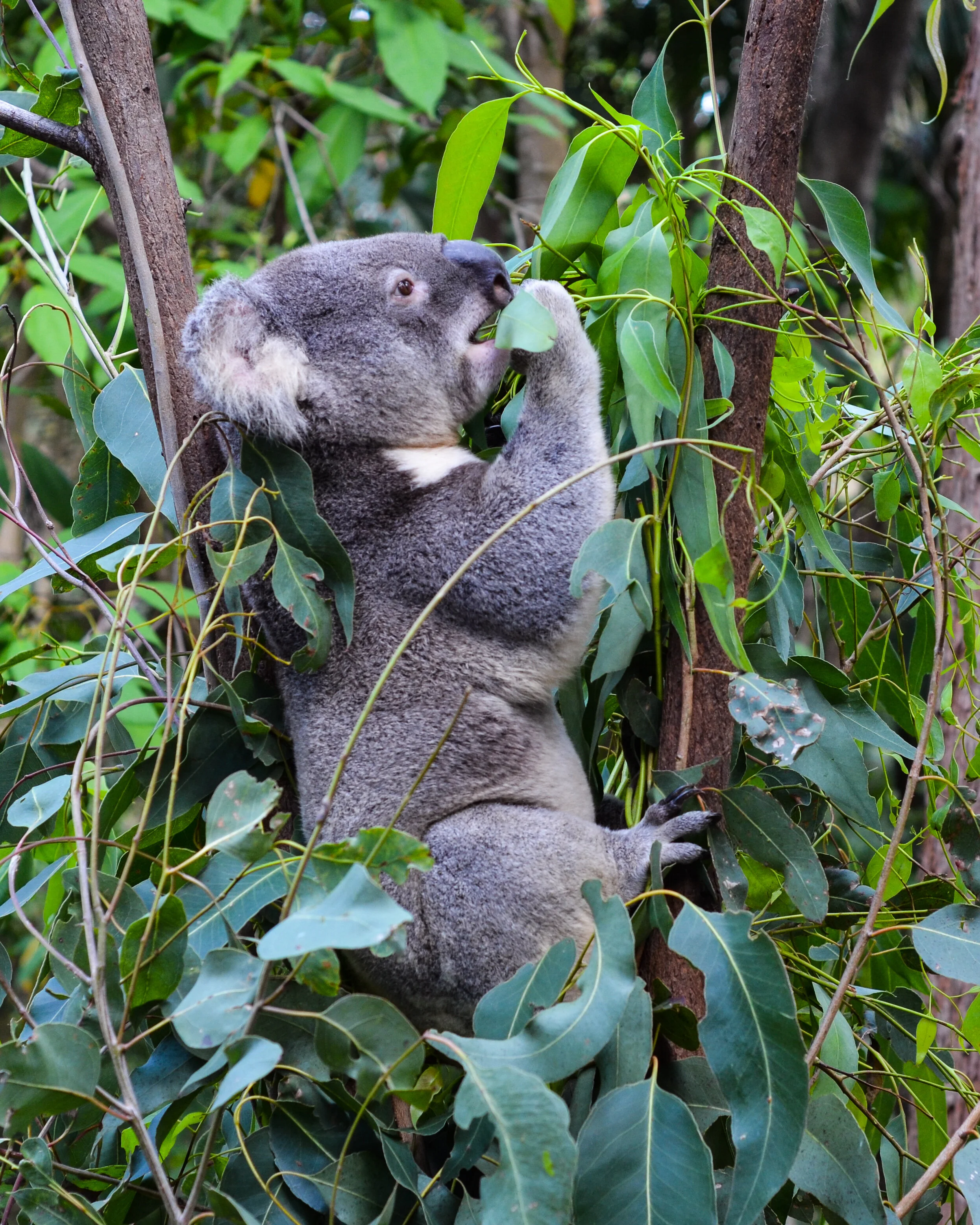 Currumbin, Queensland