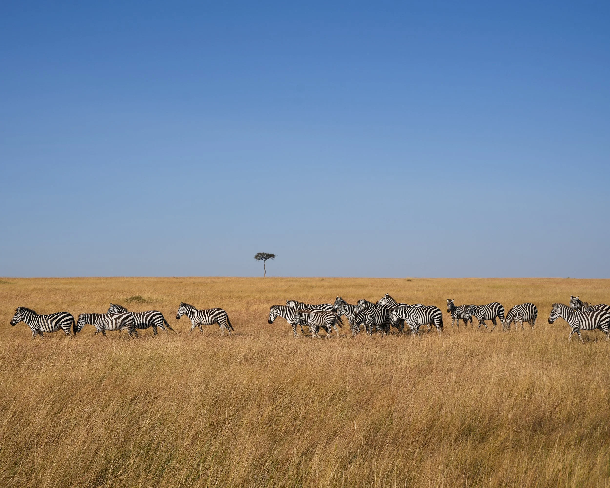 Maasai Mara, Kenya