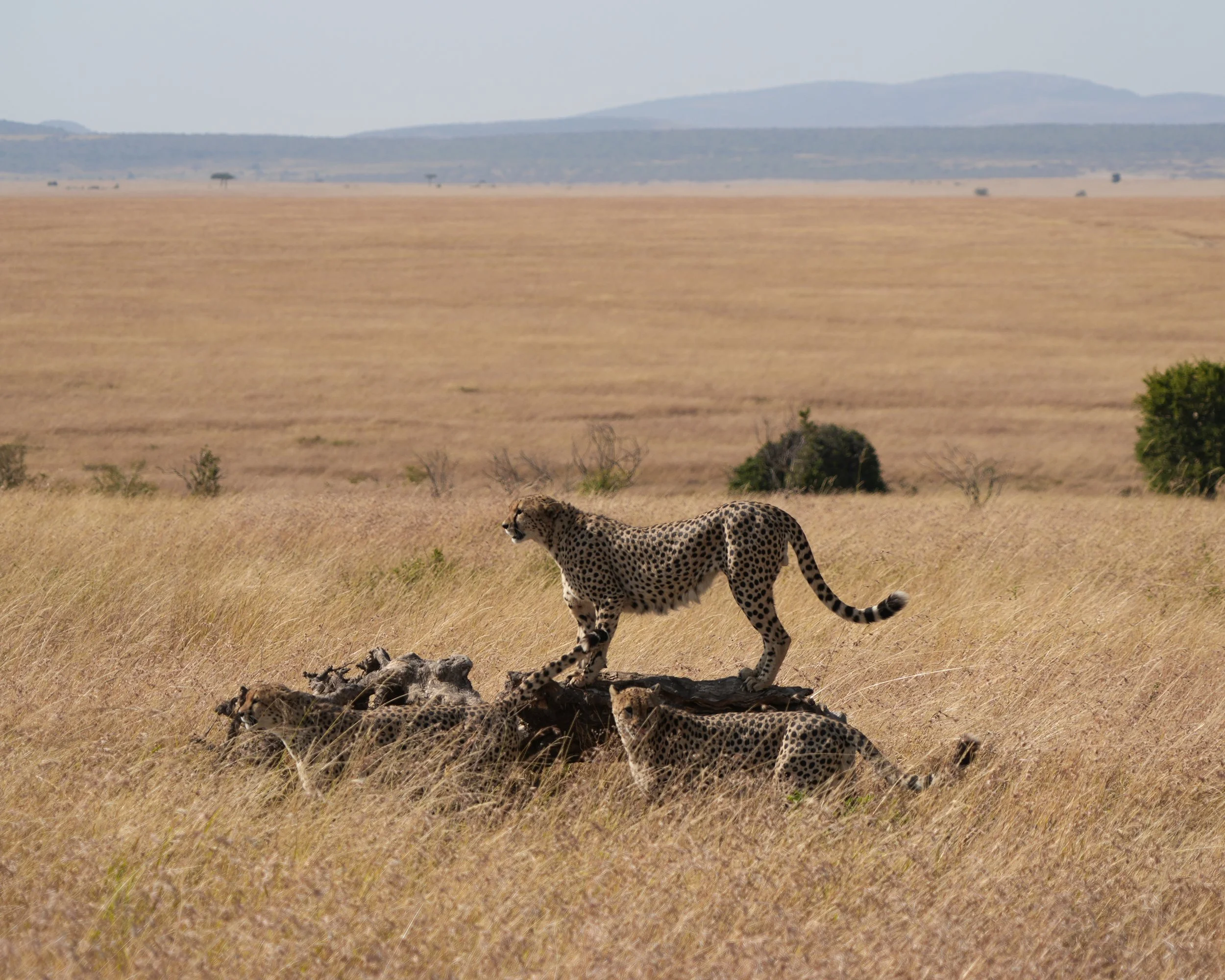 Maasai Mara, Kenya