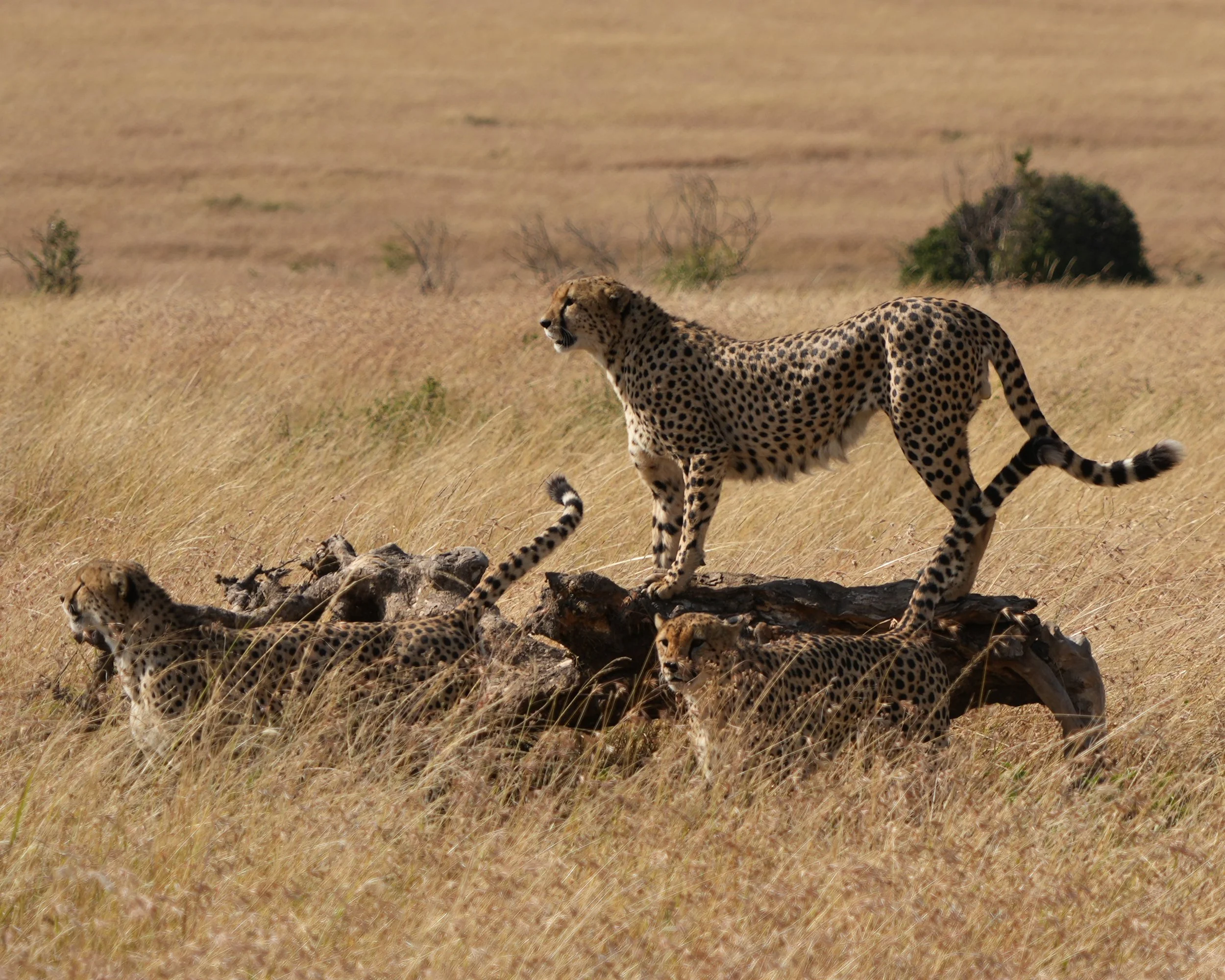 Maasai Mara, Kenya