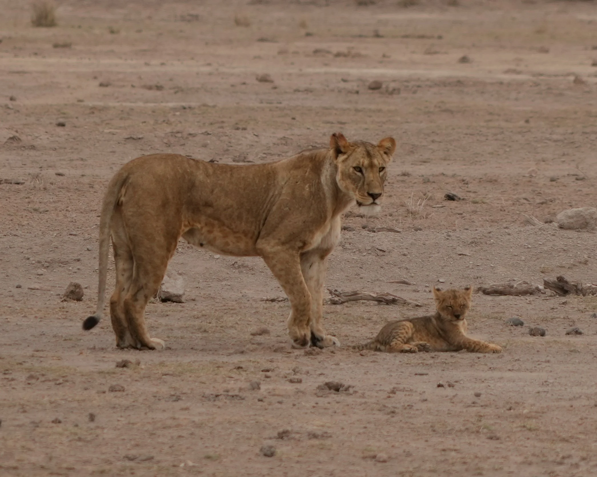 Amboseli National Park, Kenya