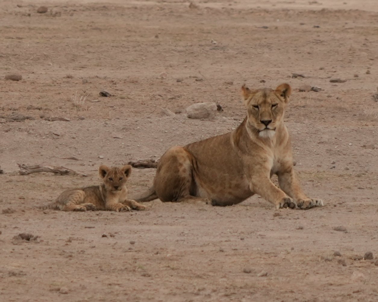 Amboseli National Park, Kenya