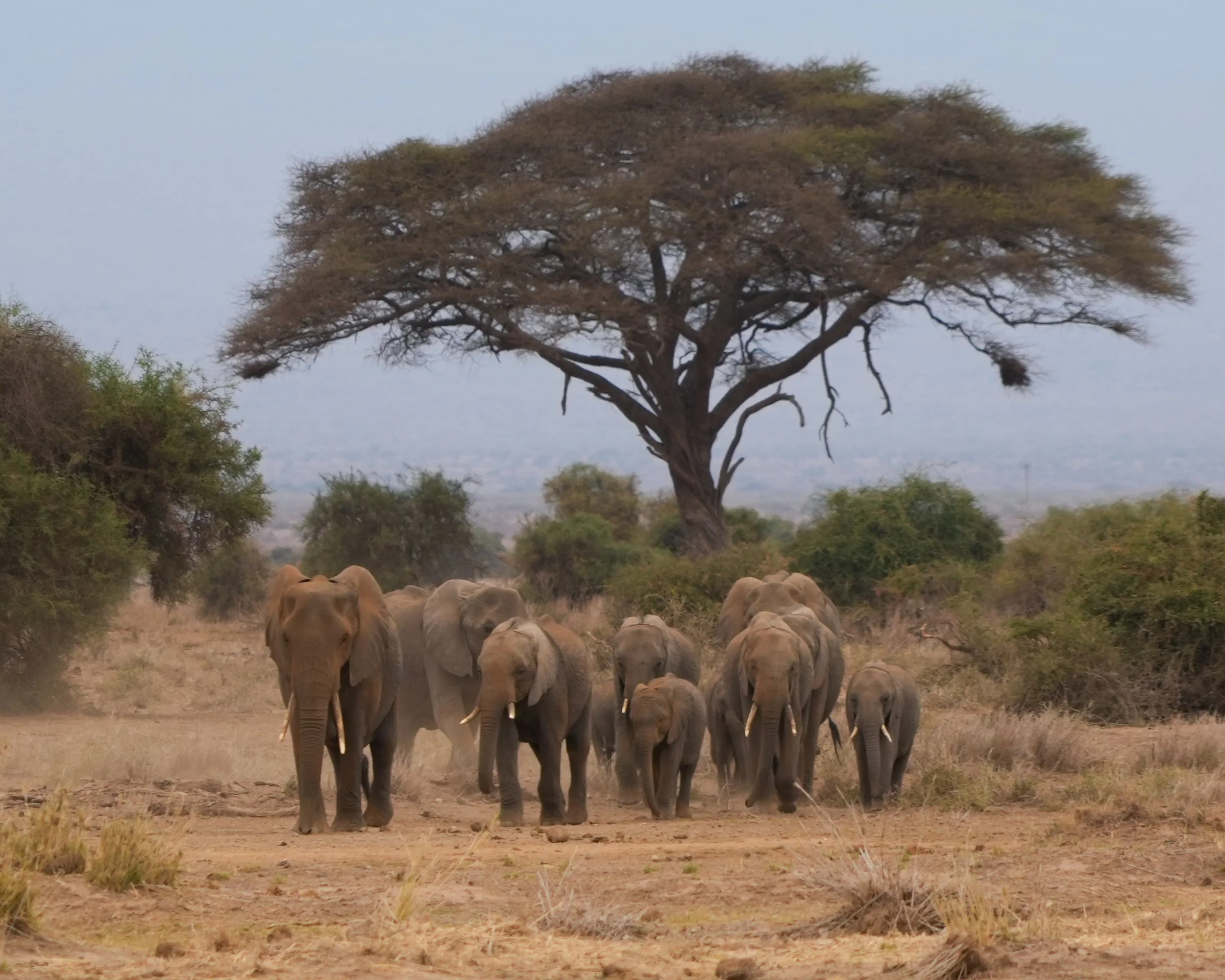 Amboseli National Park, Kenya