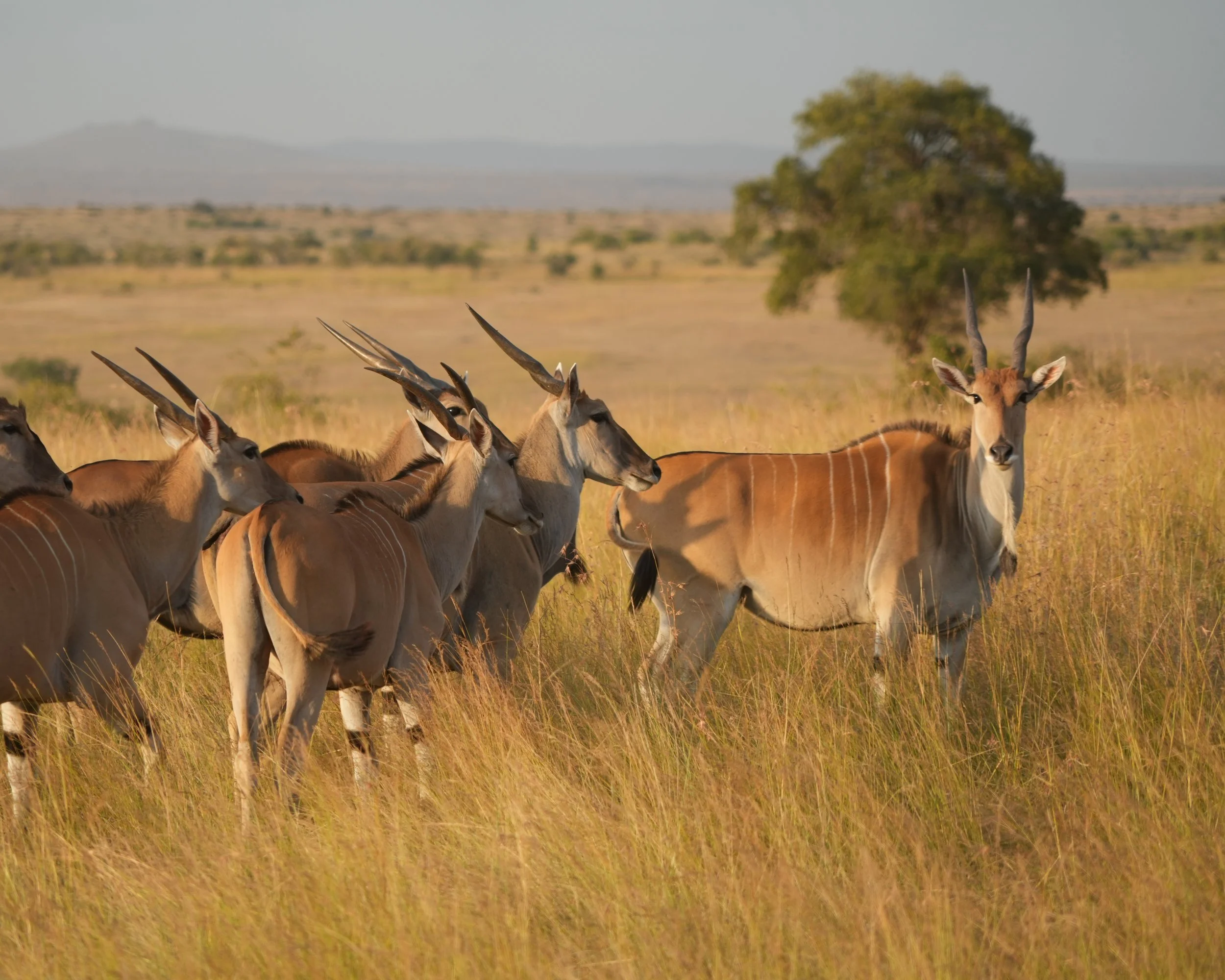 Maasai Mara, Kenya