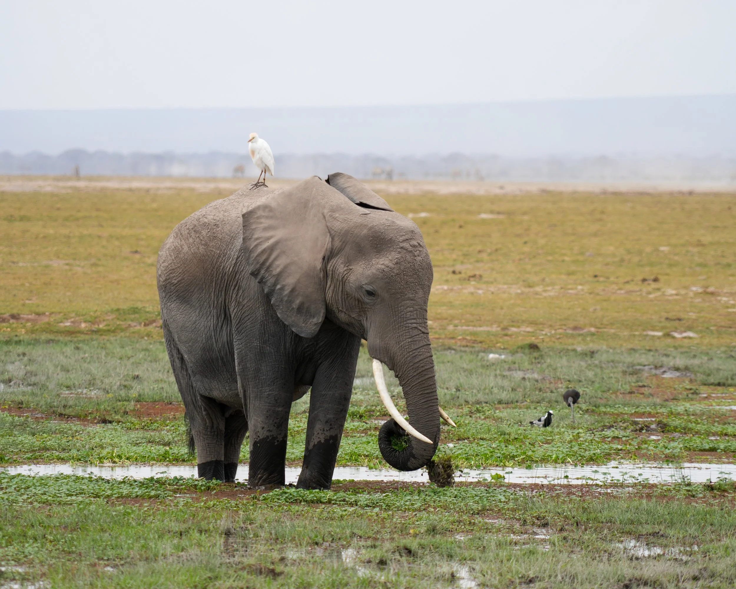 Amboseli National Park, Kenya