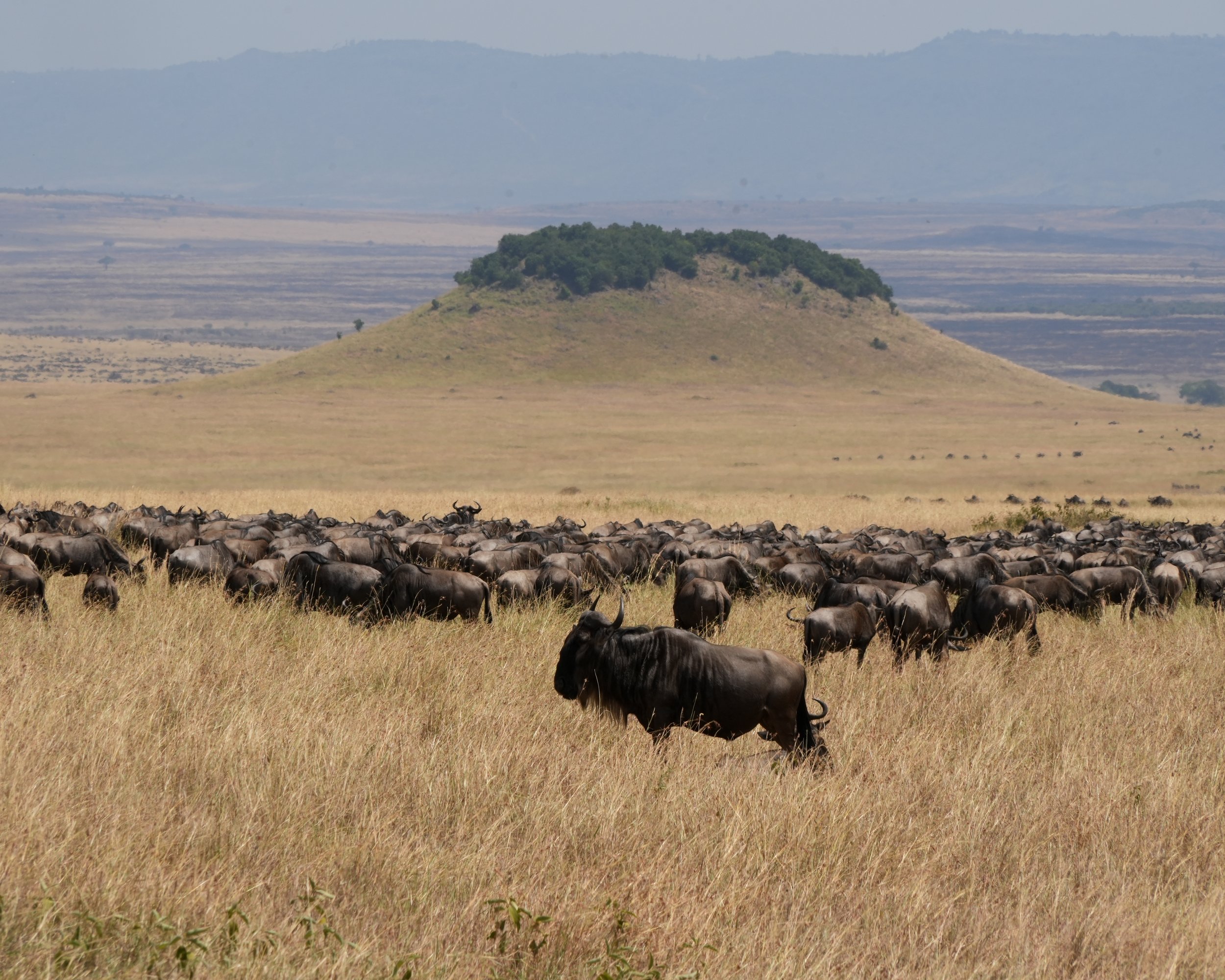 Maasai Mara, Kenya
