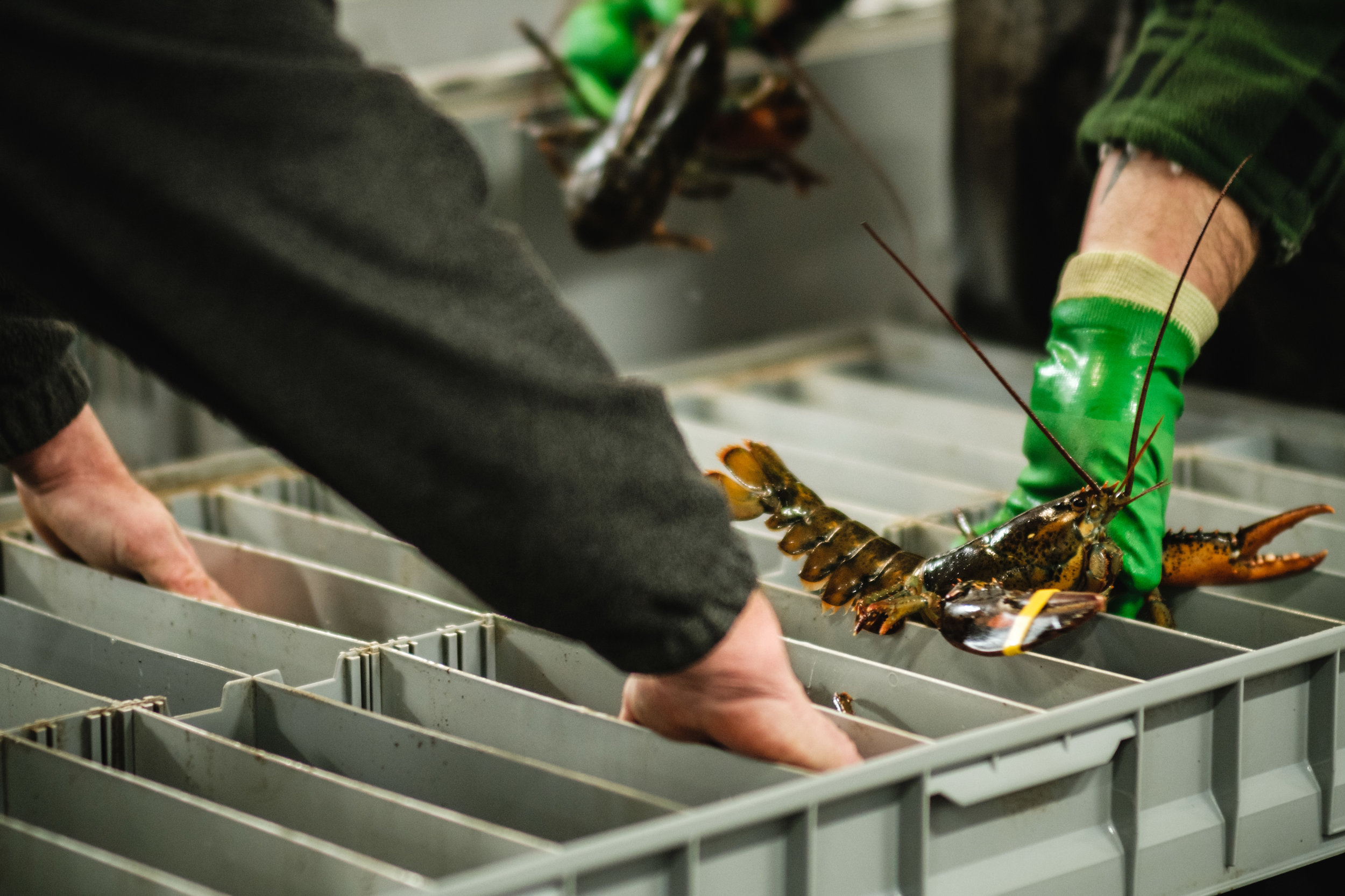 Individual Lobster Storage 