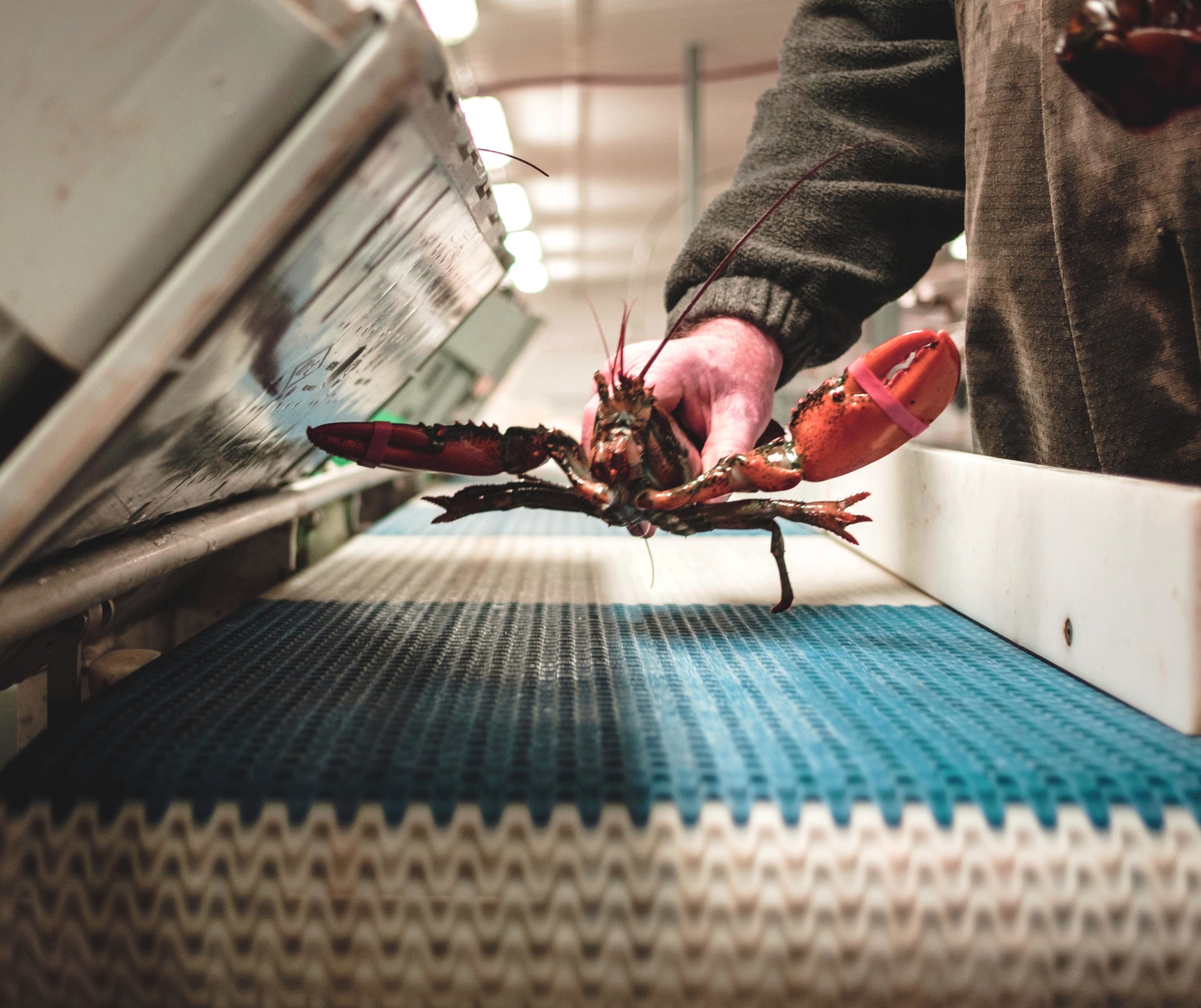 Lobster conveyor belt.jpg