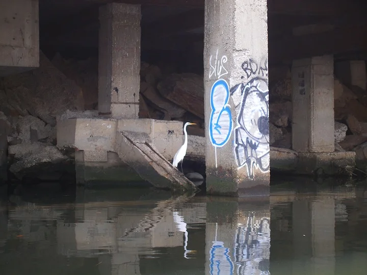 Gina Siepel. CACOPHONY, 2011. Great Egret on the Bronx River. Photo credit: Gina Siepel.