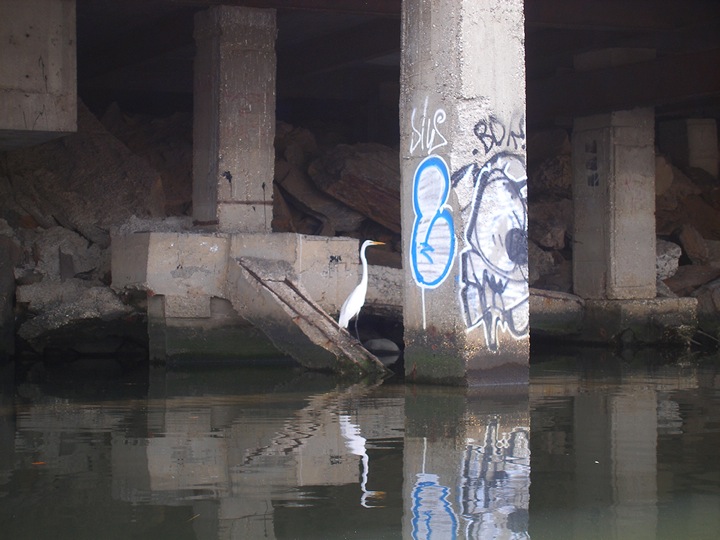 Gina Siepel. CACOPHONY , 2011. Great Egret on the Bronx River. Photo credit: Gina Siepel.