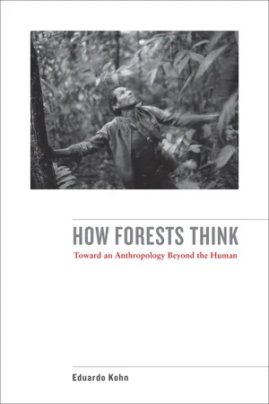 forests.jpg