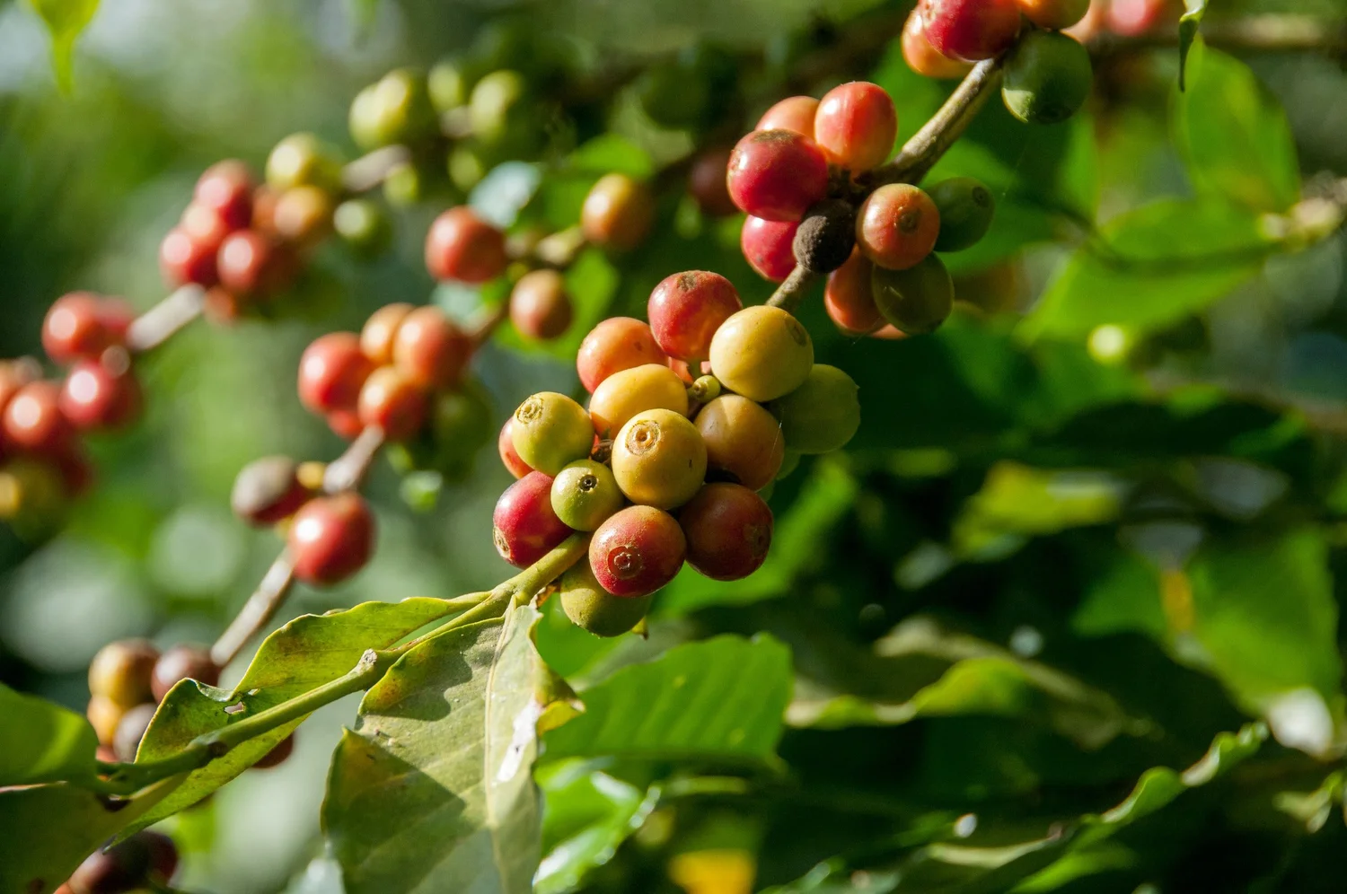 Coffee berries from a coffee plantation