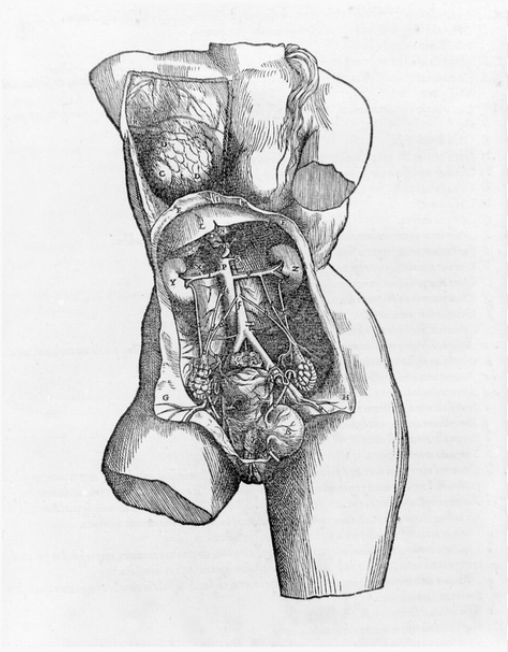 Diagram of Woman's Body