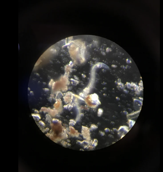 Bacterium