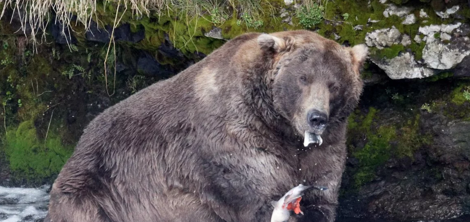 Celebrating Otis, the Fattest Bear in Alaska