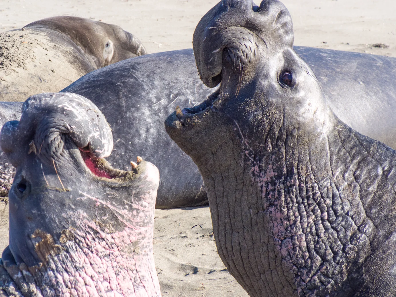 BULL elephant seals.jpg