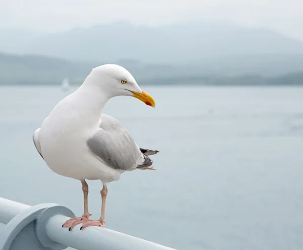 Seagull2.jpg