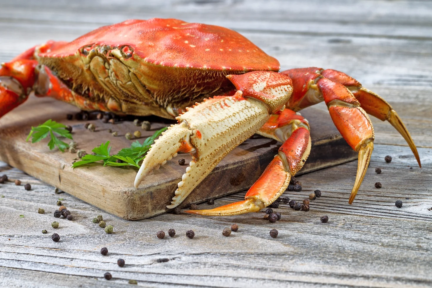 Dungeness Crab2.jpg