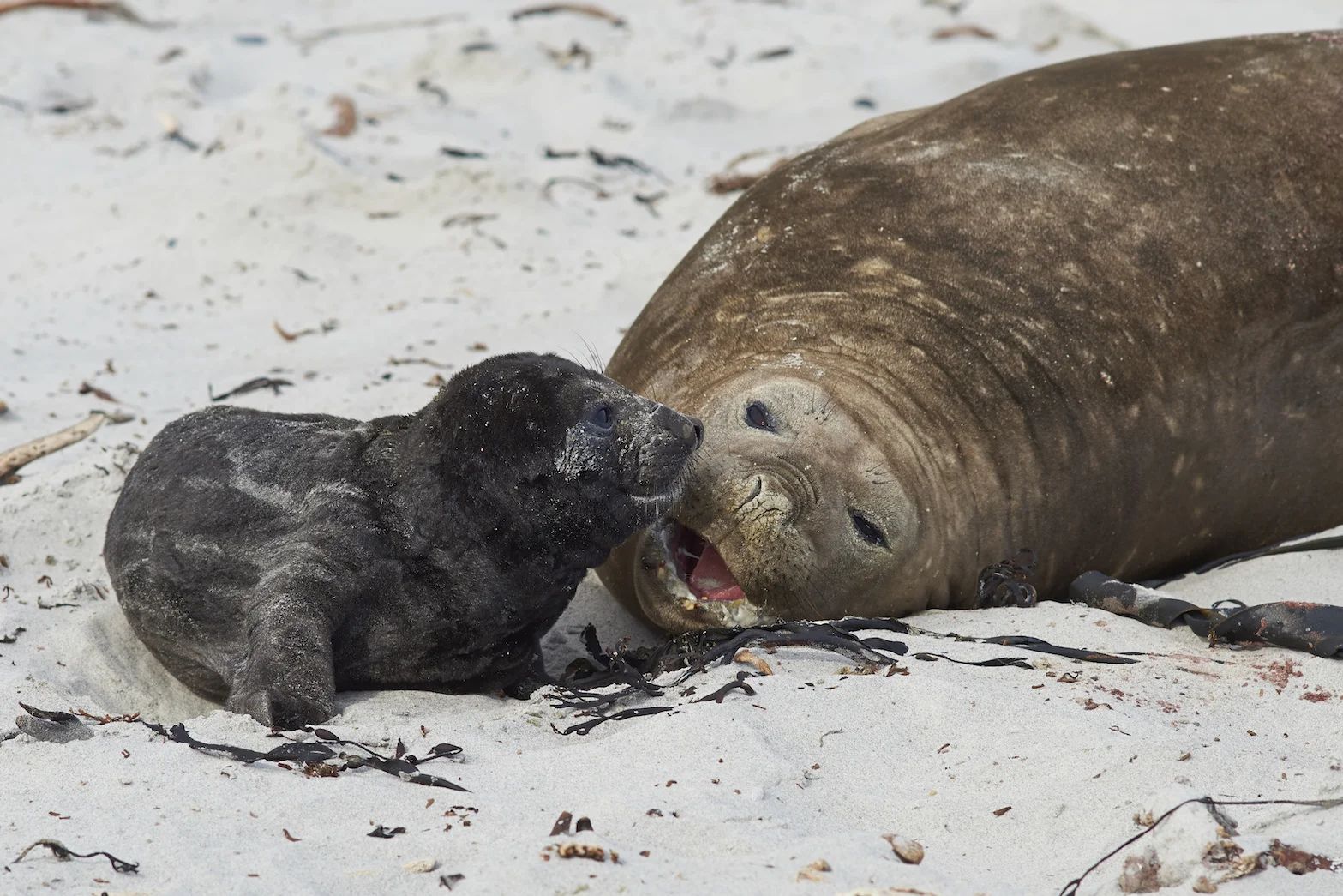 Mother and baby seal pup