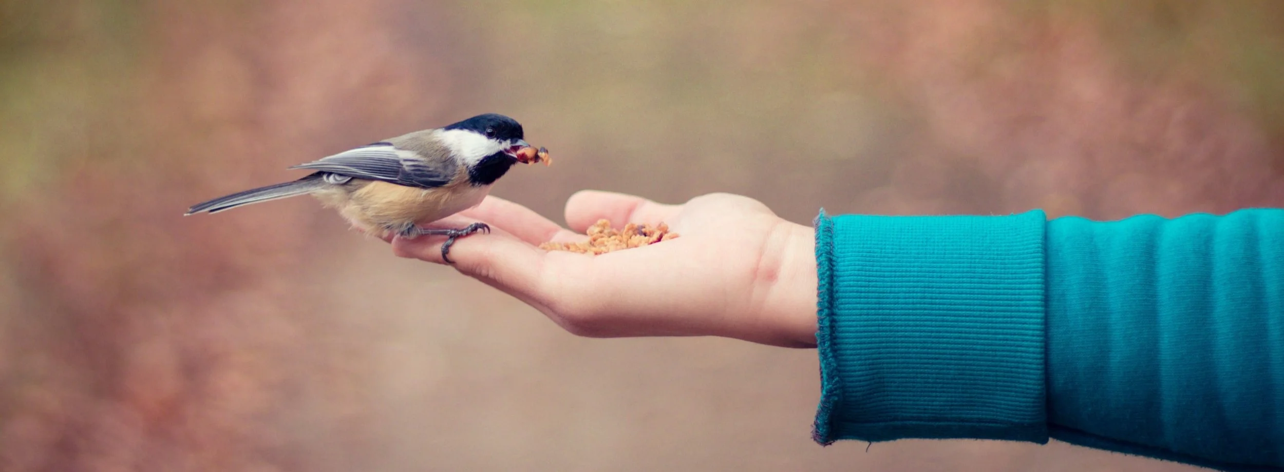 ChickadeeHand.jpg