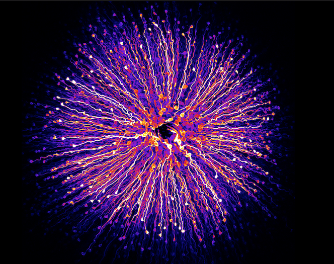 Microphotography of our Amazing World