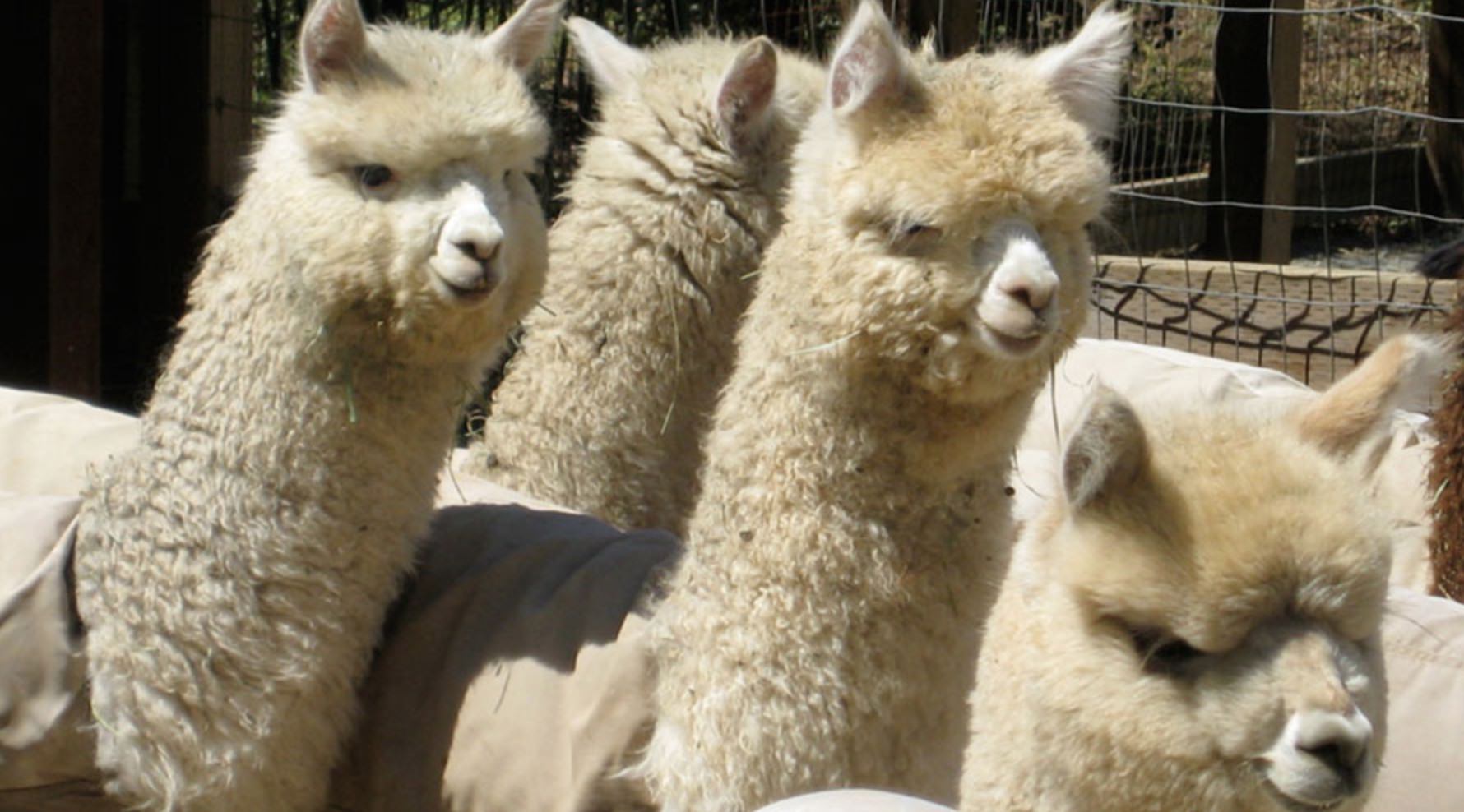 Alpacas, Sheep and Cashmere — This Outside Life