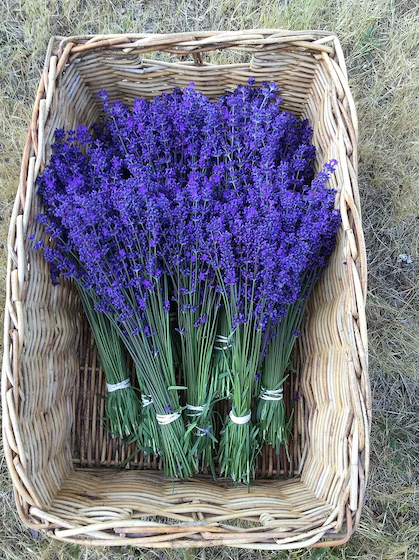 CutLavender.png