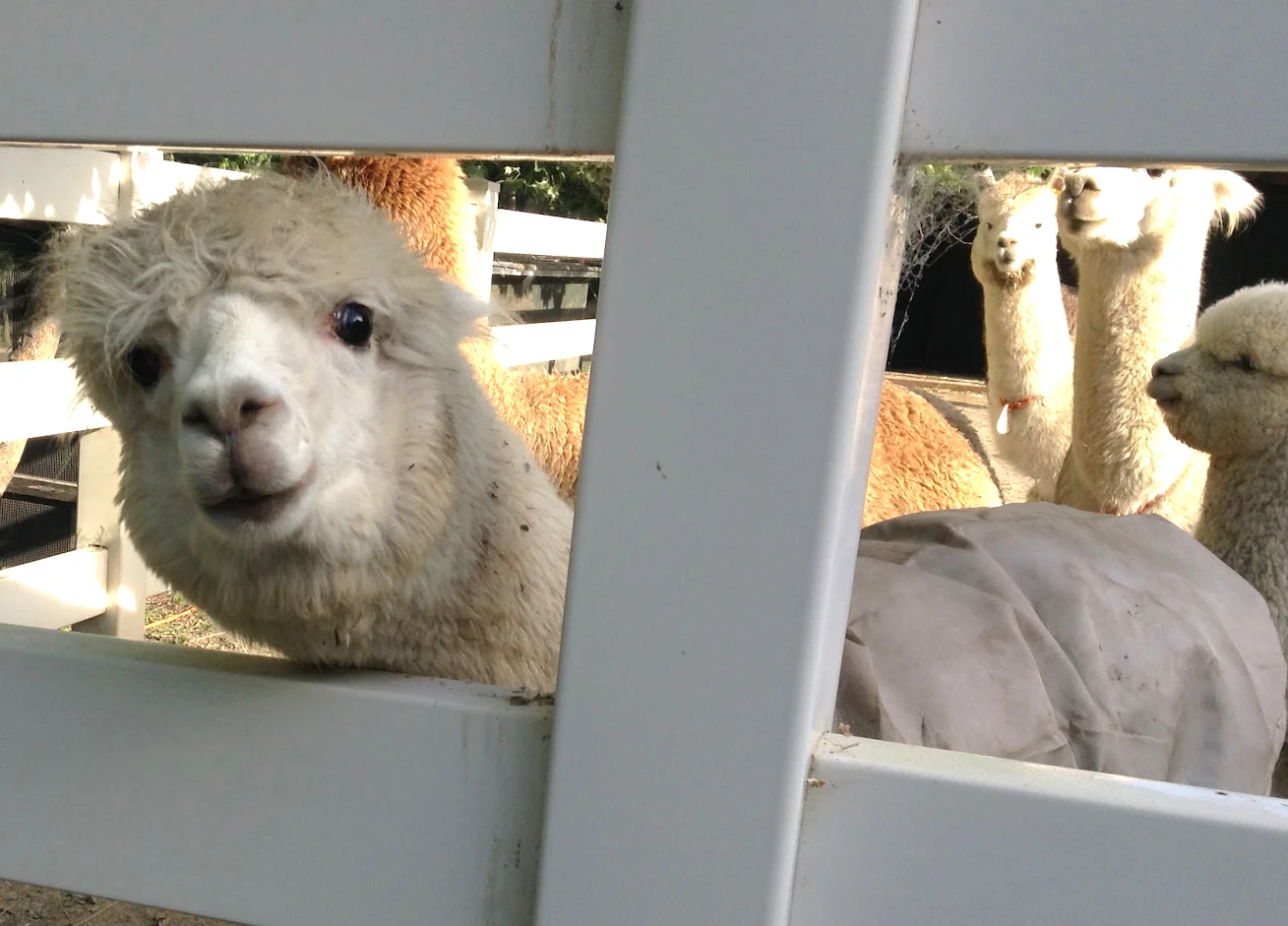 Alpacas from Valhalla Yarns