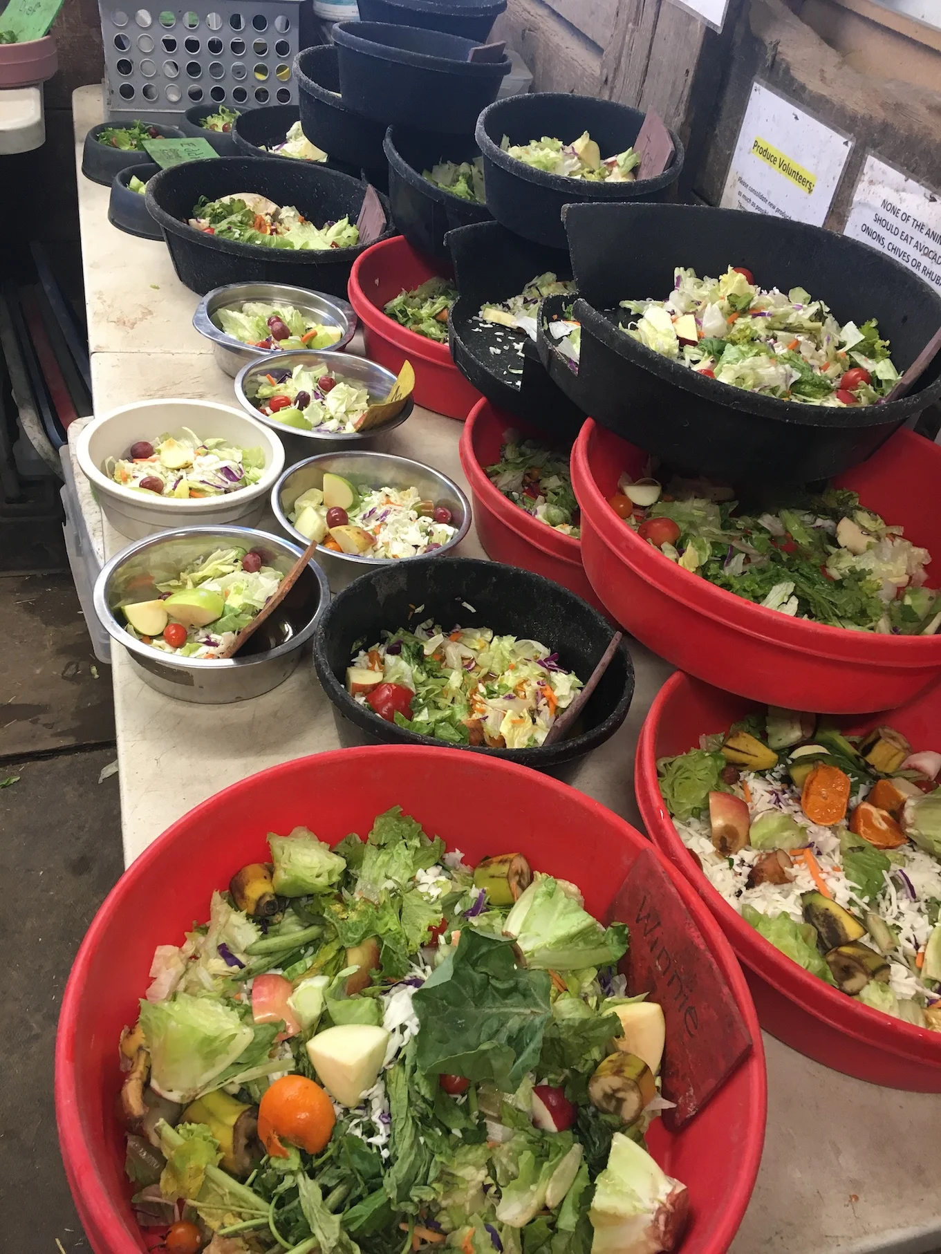 SaladTime.jpg