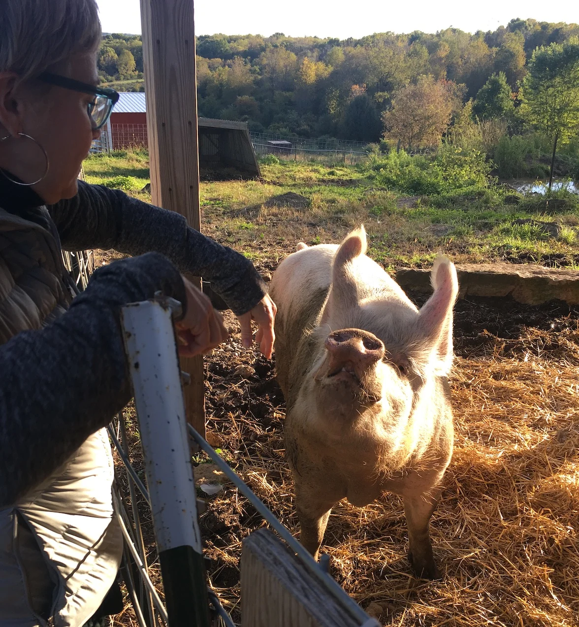 WinnieThePig-ThisOutsideLife.com/rescue.jpg