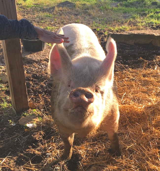 PigSMile-ThisOutsideLife.com%2Frescue.jpg