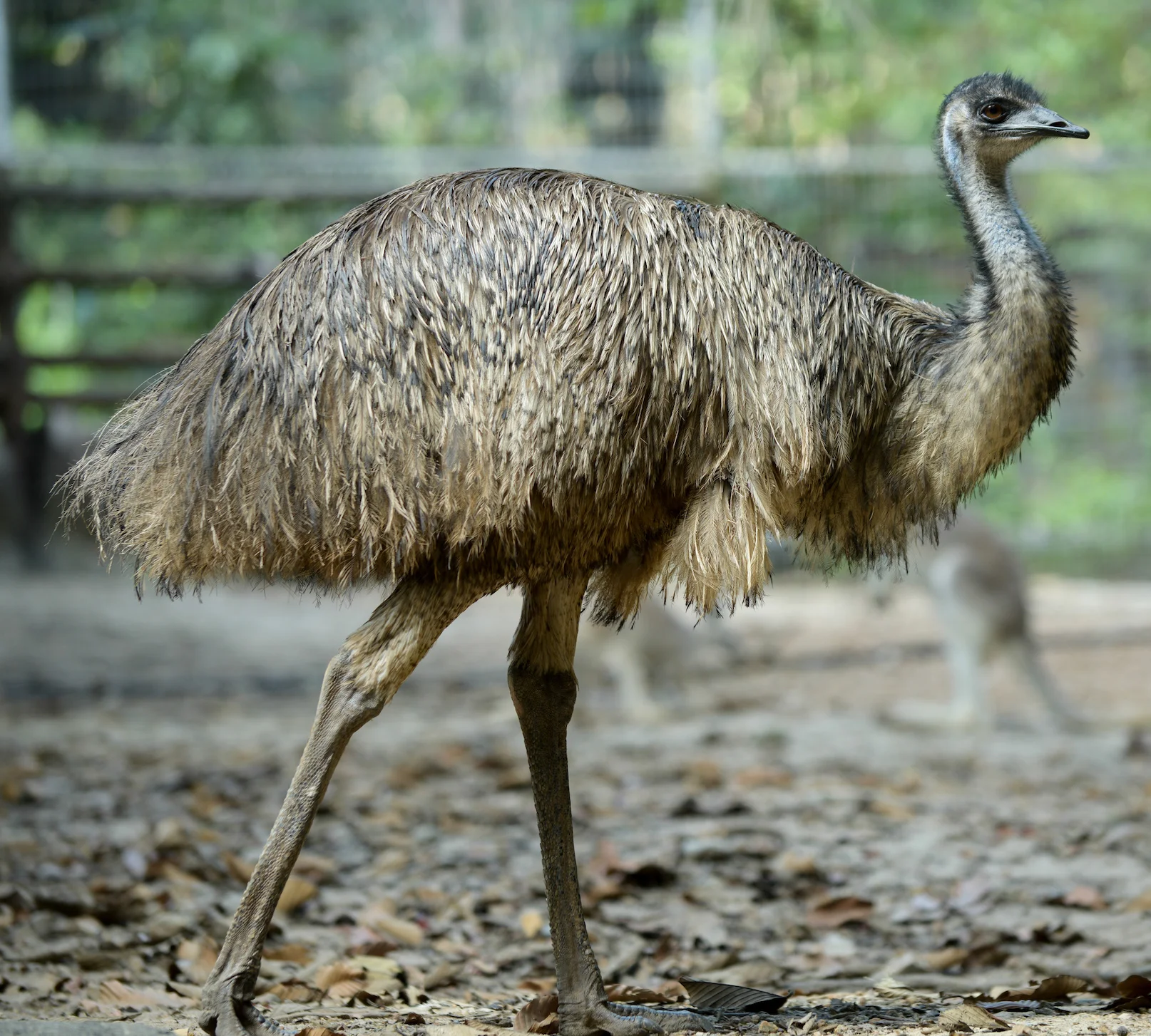 The giant Emu birds- native to Australia.