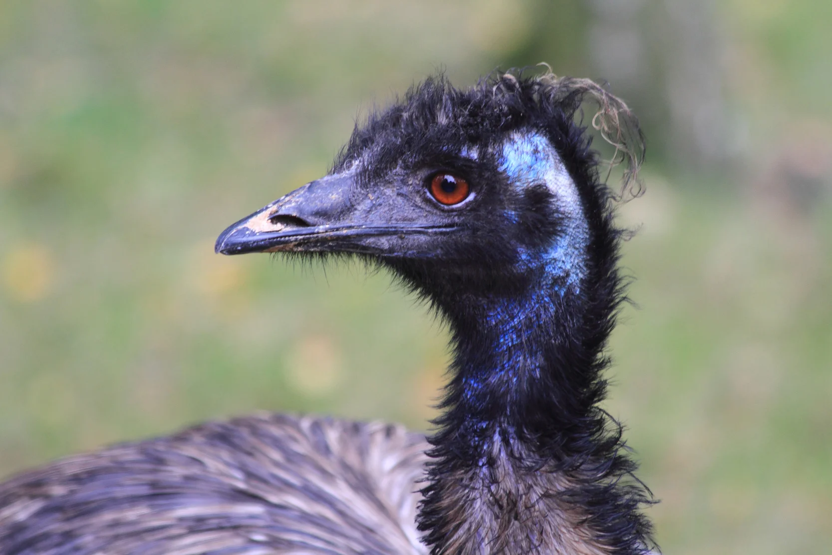 Unlike ostriches, emus have red eyes.