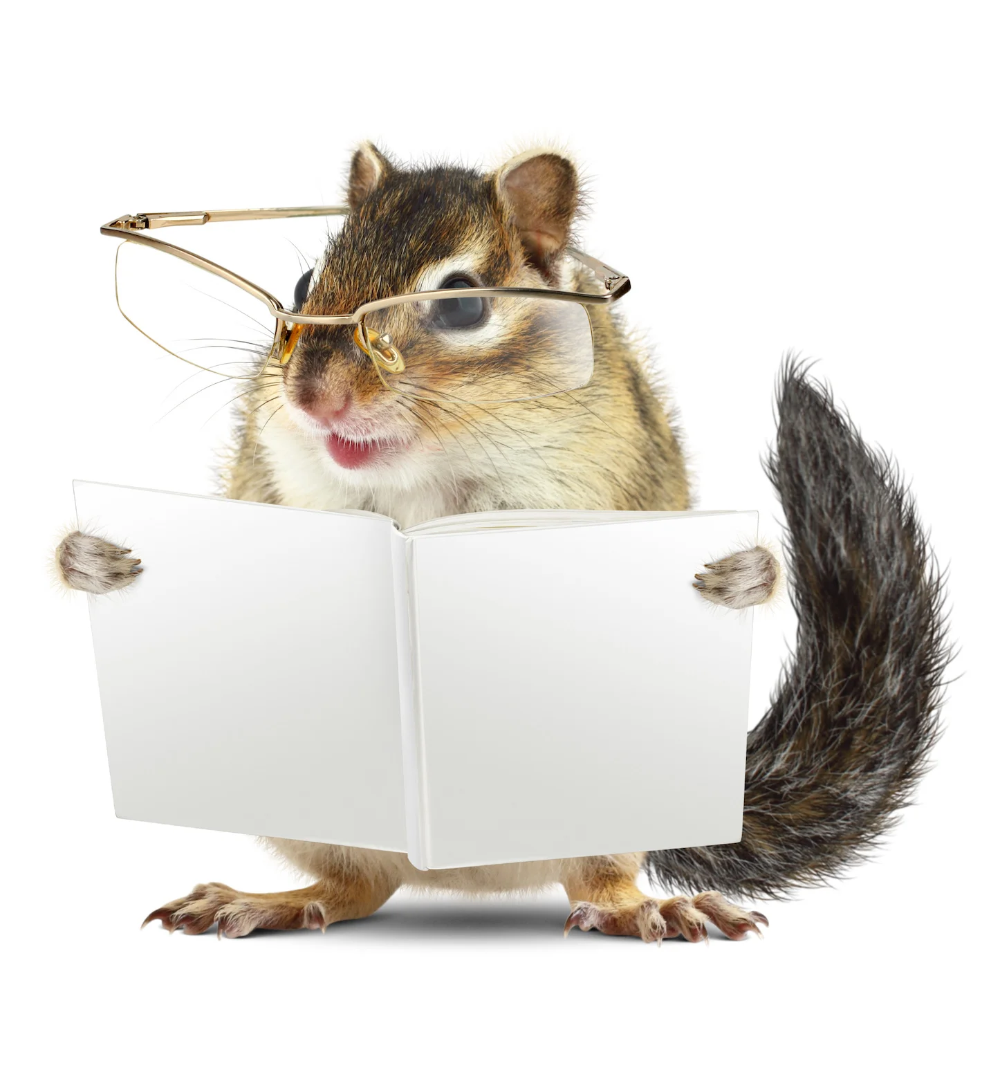 ChipmunkReading2.jpg