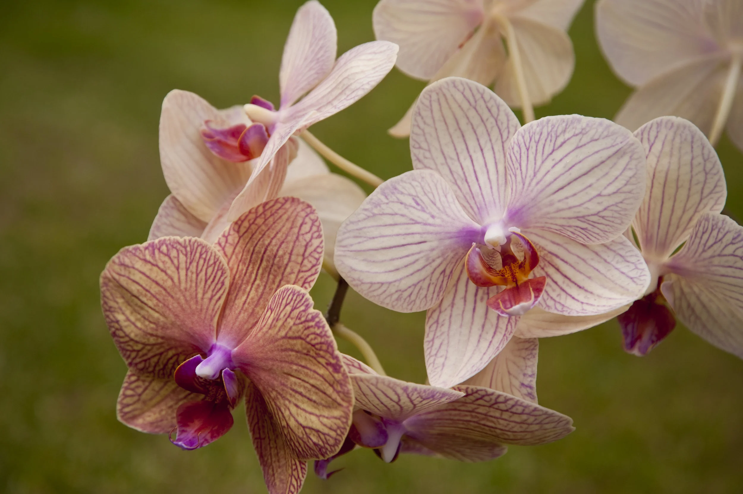 Orchids.jpg
