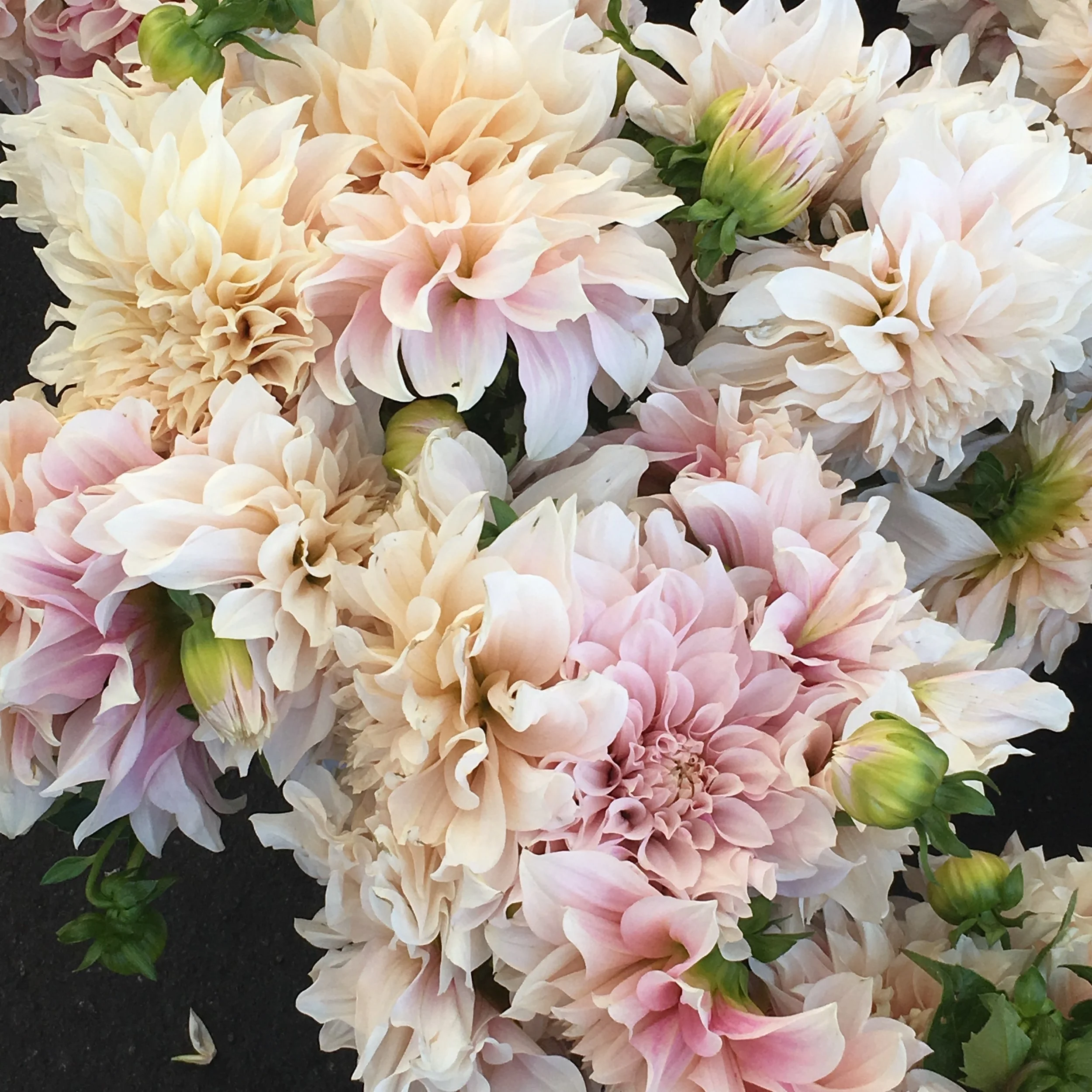 ThisOutsideLife.com-Dahlias.jpg