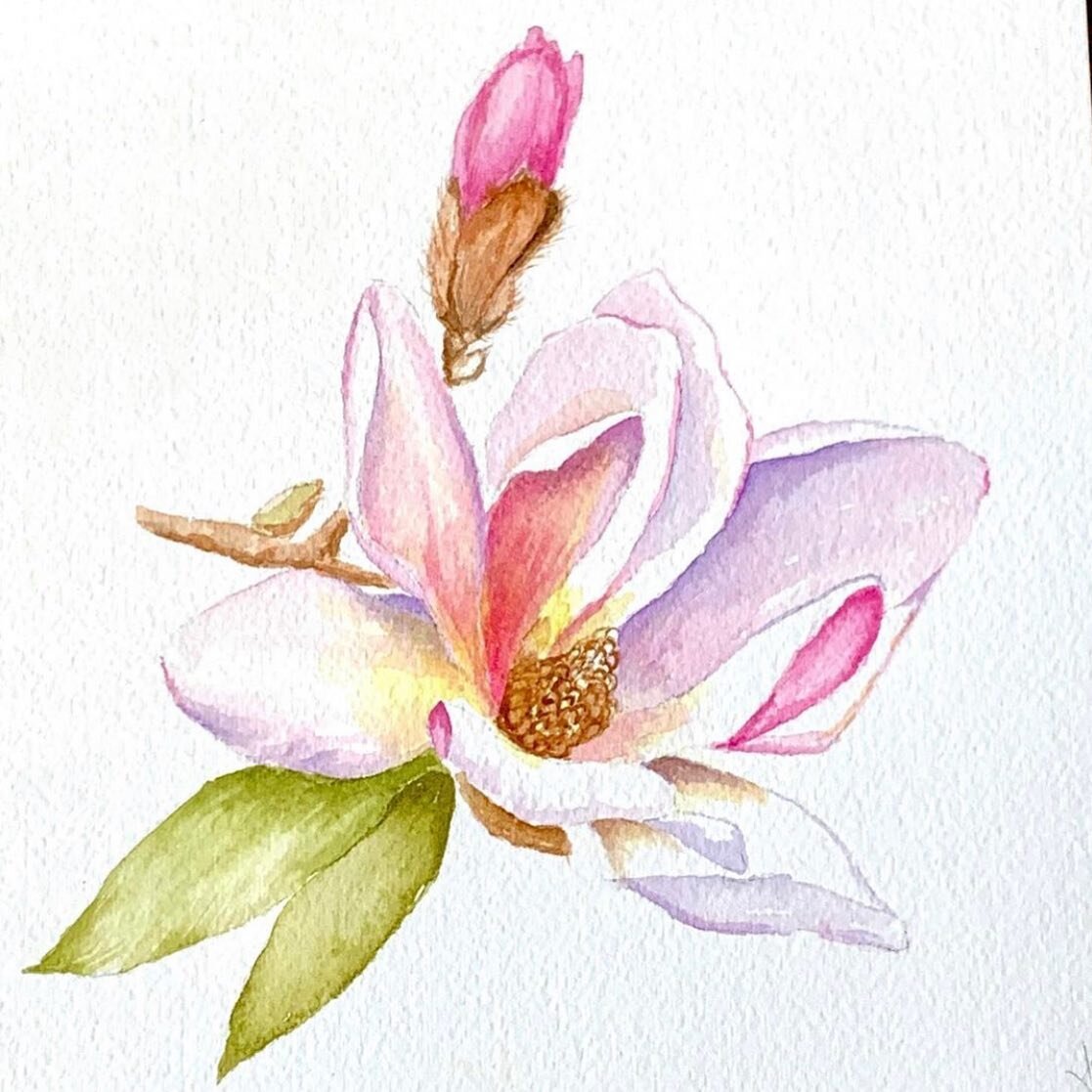 🌸So which type of magnolia would you use to illustrate a &ldquo;Steel Magnolia?&rdquo; There are several different types: lily, saucer, southern - just to name a few! What I&rsquo;ve painted here is a lily variety. . . 🤔But I do wonder (being a yan