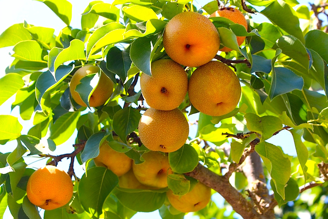 Asian Pears.jpg