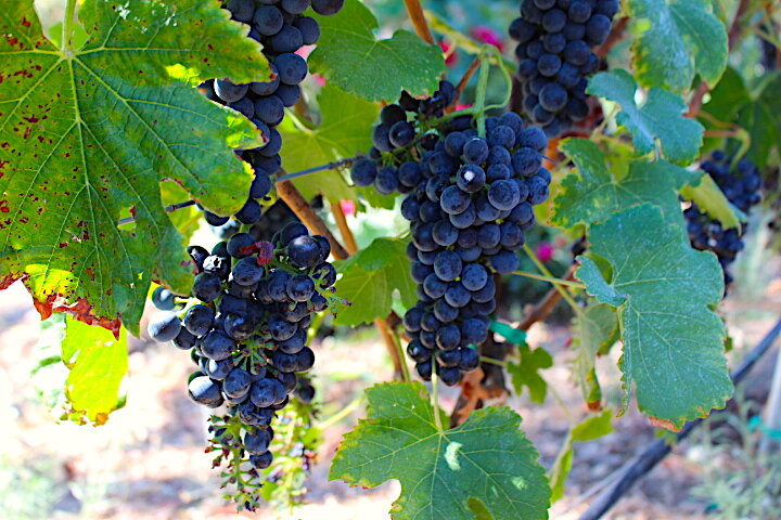 Grapes.jpg