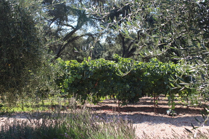 Vines Olives.jpeg