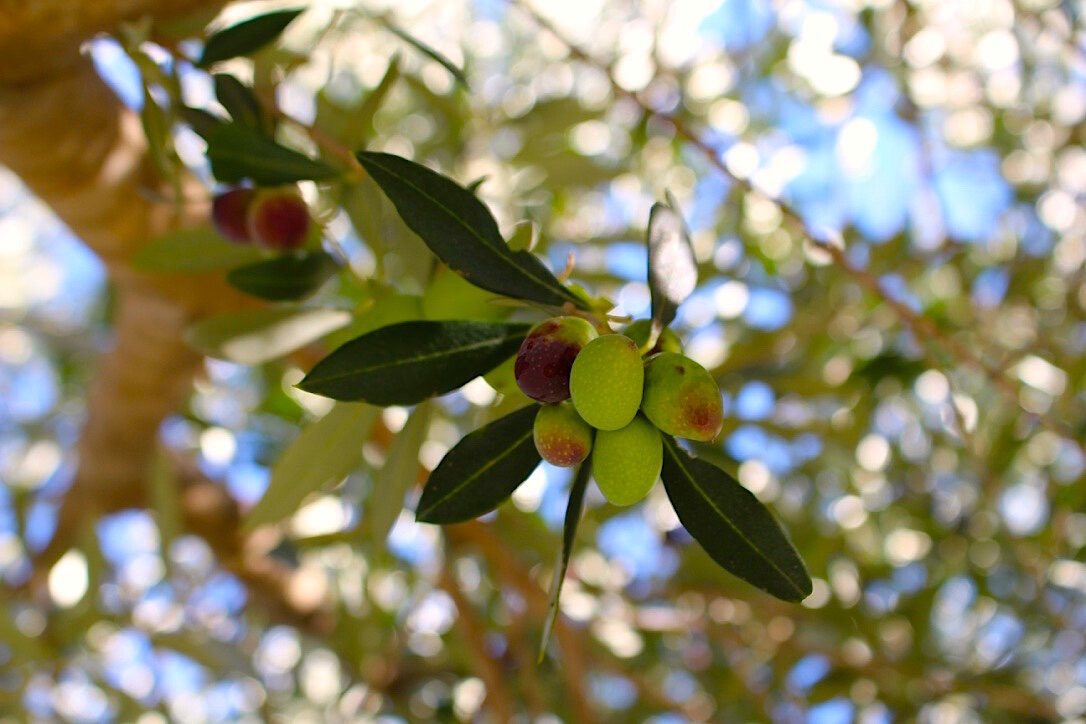 Olives Close Up.jpg