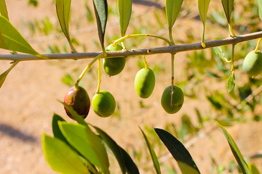 Olives.jpg