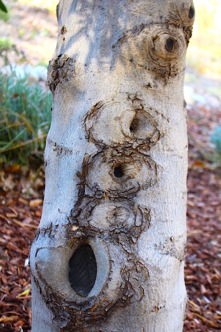 Olive Trunk .jpeg