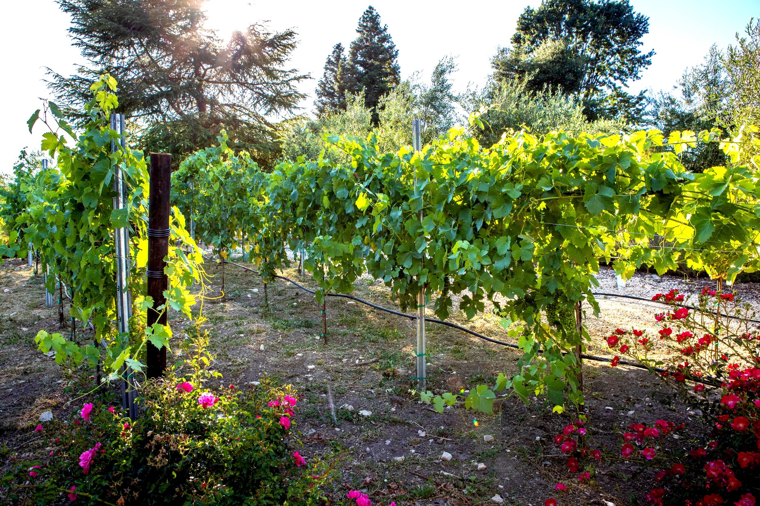 Vineyard.jpg