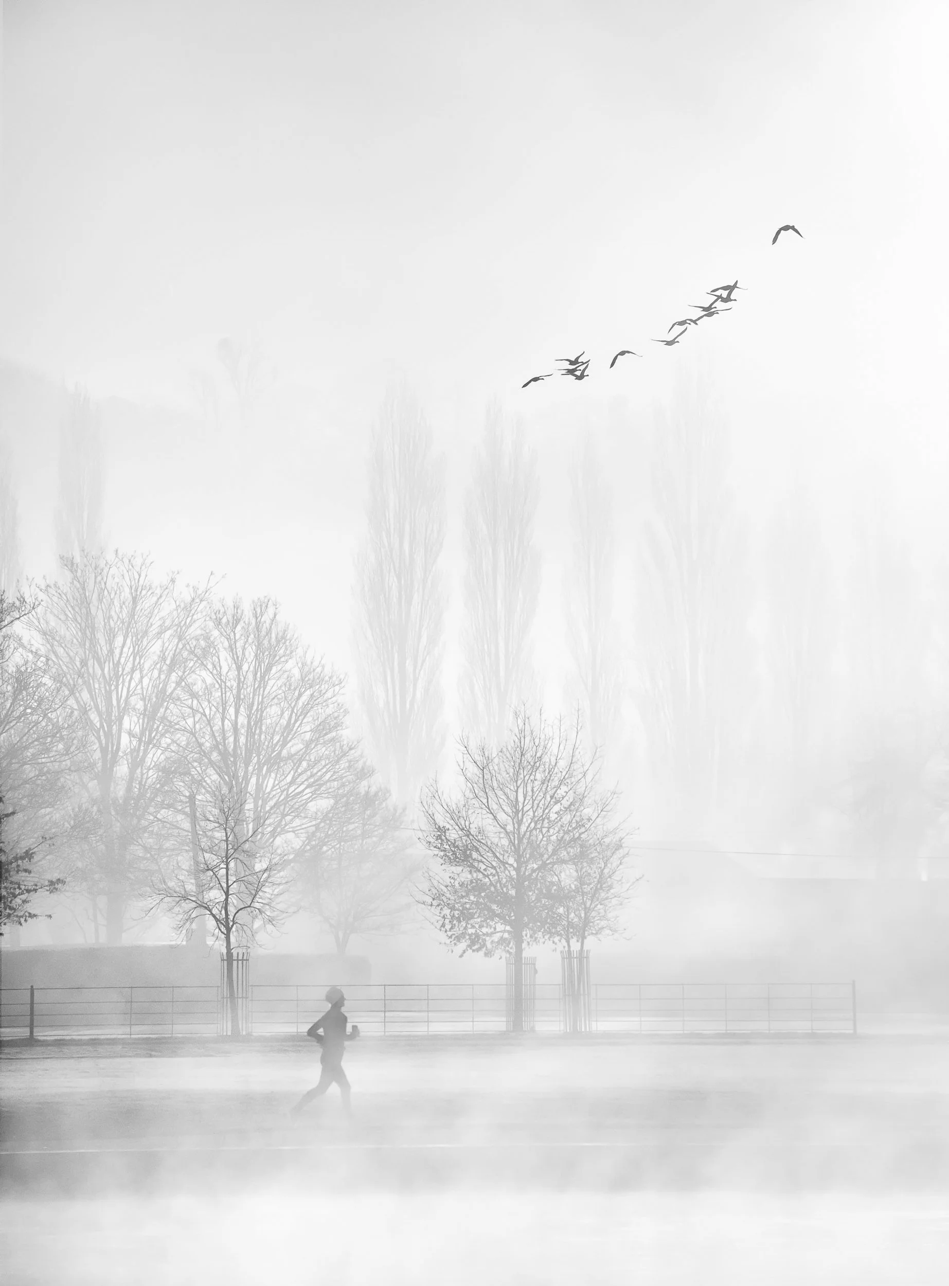 Black and white photography picture of runner by the river and birds as fine art wall art print