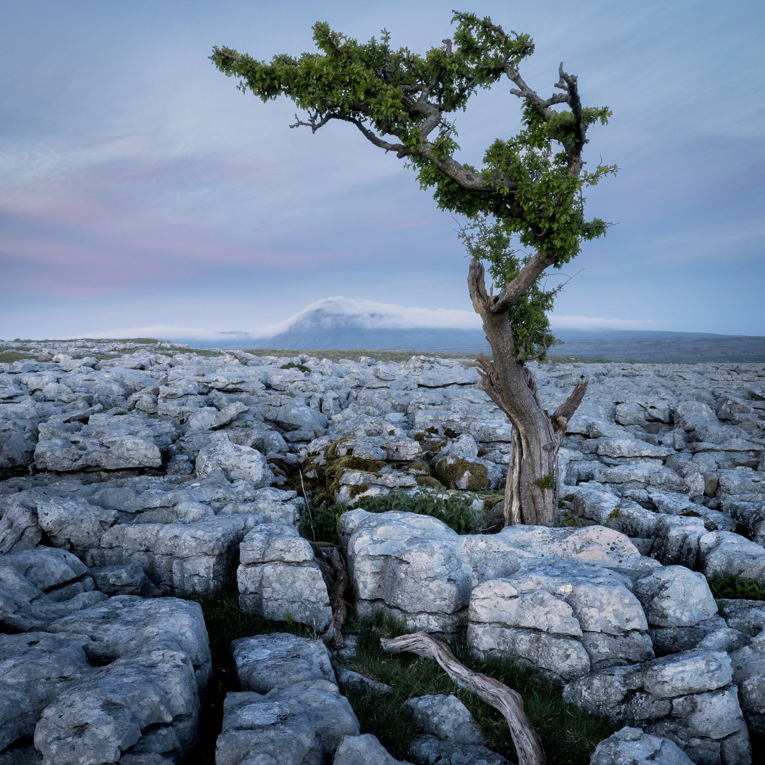 White Scar - Yorkshire (Copy)
