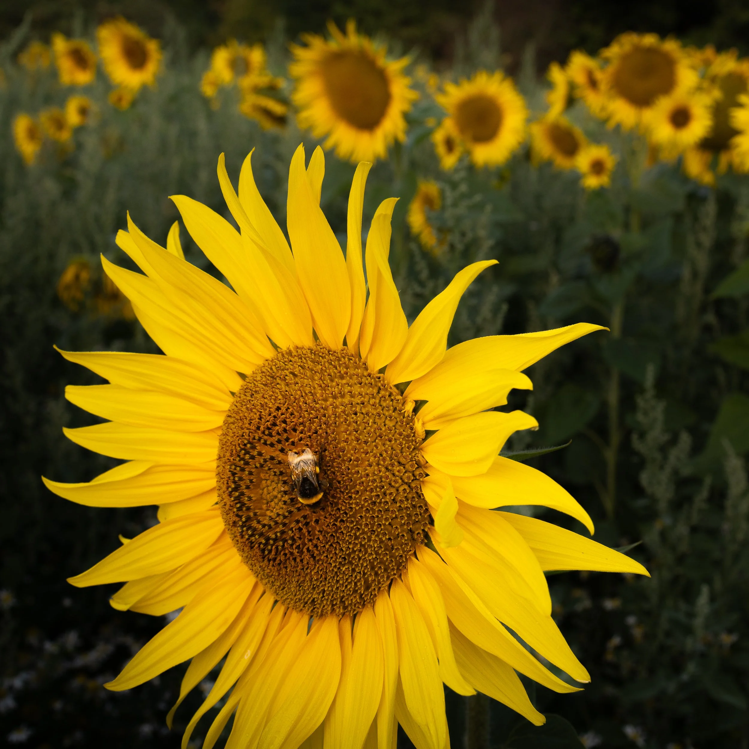 Sunflower Photography in Stonor Valley: Creative Background Blur with the Canon RF 35mm f1.8 Macro