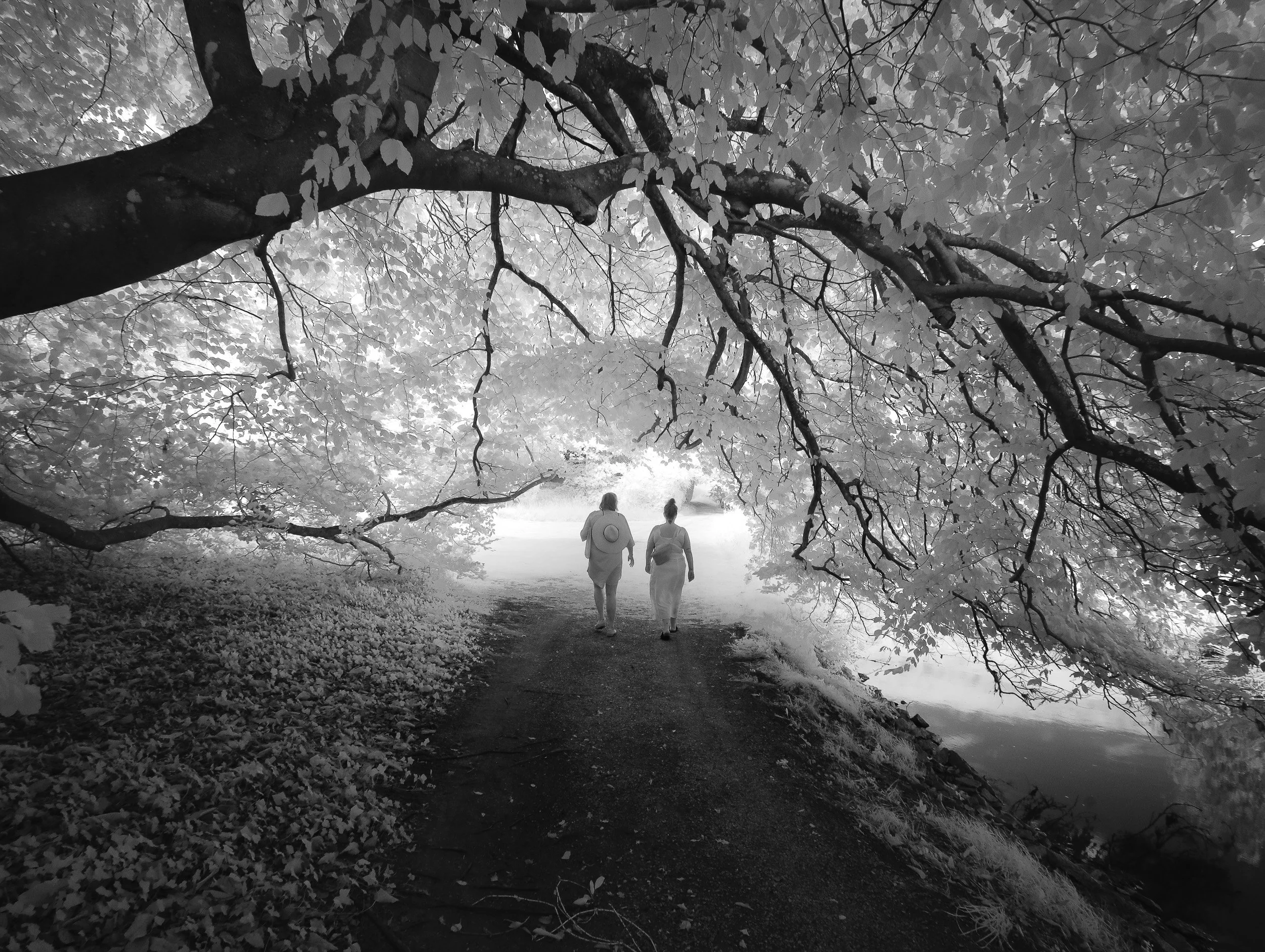 Black & White Dreamlands