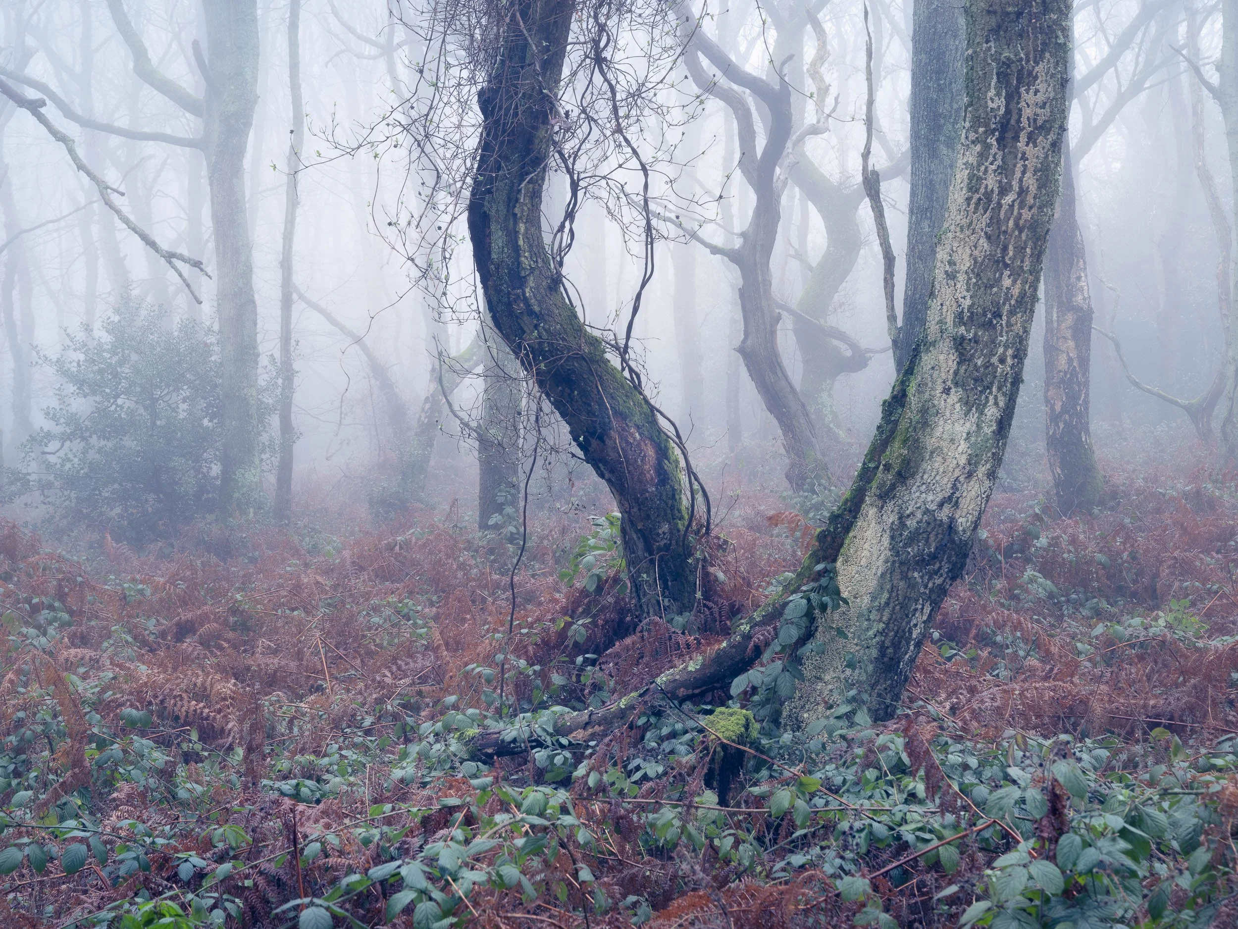 Woodland Photography: Winter and Spring Photography Tips
