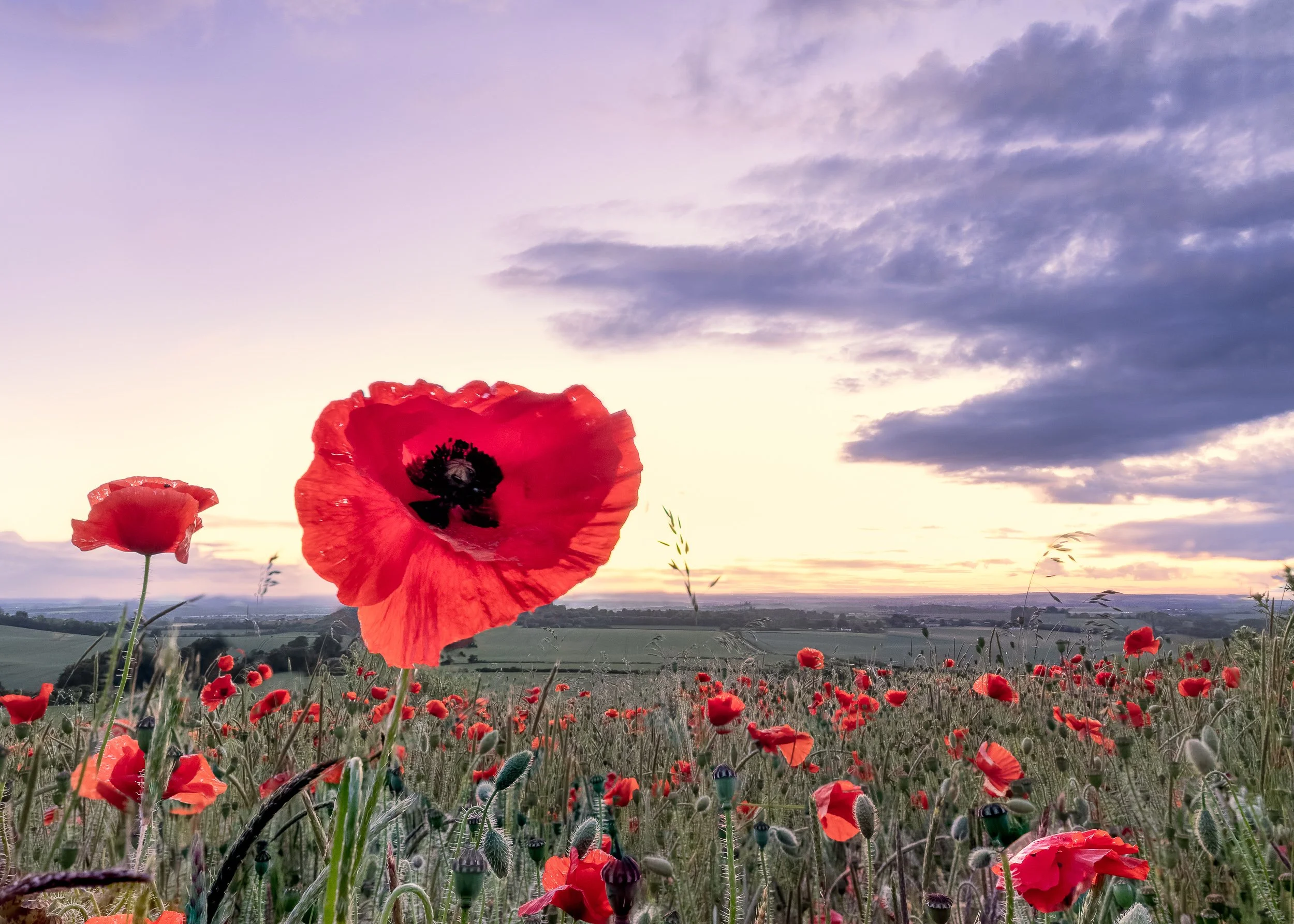 Summer Photography: Summer in Pictures